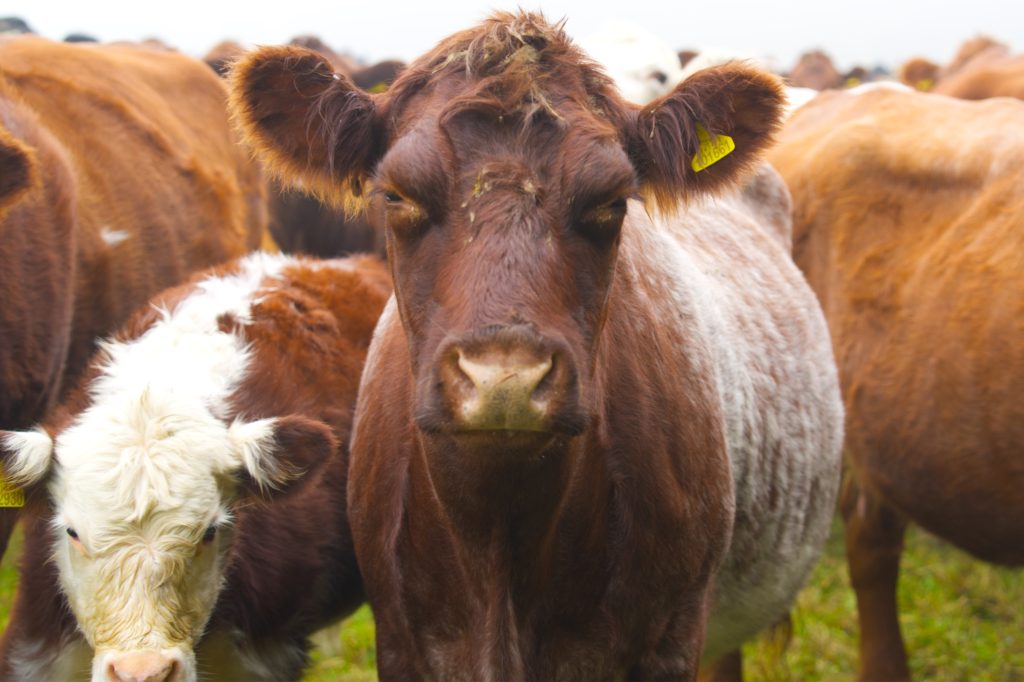Brown cow with fluffy ears looking directly at the camera